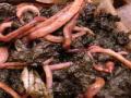 vermi compost