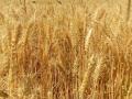 wheat crop