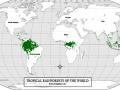 world rainforest map