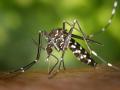 Asian tiger mosquito, Aedes albopictus, beginning its blood-meal (Image Source: James Gathany, CDC via Wikimedia Commons)