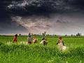 A farm in Madhya Pradesh during monsoon (Image Source: Rajarshi Mitra/Wikimedia Commons)