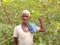 Harinath found a new way of self-reliance by cultivating guava on sand