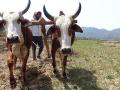 A farmer on his field. (Source: India Water Portal)