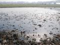 Polluted Yamuna river in Agra