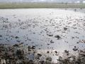 Polluted Yamuna river in Agra (Source: IWP Flickr photos)