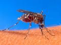 Dengue mosquito. (Source: Wikimedia Commons)