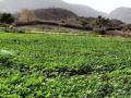 A farmer sprays pesticides on his vegetable farm. (Source: IWP Flickr photos)