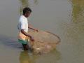 Increased demand for wetlands pose a threat to fisheries sector in West Bengal. (Source: IWP Flickr photos; photo for representation only)