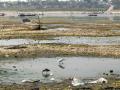 Polythene bags and solid waste left behind as water recedes in the Ganga river. (Source: IWP Flickr photos)