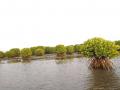 Mangrove forest located in the coastal regions of Kerala. (Pic courtesy: India Science Wire)