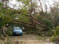 In a cyclone in 2016, thousands of trees were uprooted (Image source: IWP Flickr photos)