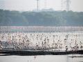 Sewri mudflts in Mumbai (Source: IWP Flickr photos)