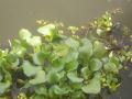 Water hyacinth. Image courtesy India Water Portal.