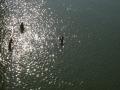 Ganga river at Kachla, Uttar Pradesh (Source: IWP Flickr Photos)