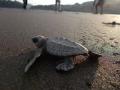 Olive Ridley turtle (Source: Pawar Pooja via Wikipedia commons)