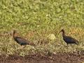 Red-naped Ibis at the Kanwar Lake (Source: Wikipedia)