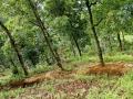 A forest area in Sikkim (Source: IWP Flickr Photos)