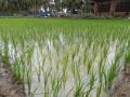 Paddy is one of the thirsty crops. (Photo: IWP Flickr photos)