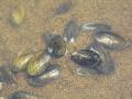 Clams in Wainganga river (Source: India water portal)