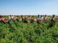 A group of farmers in Karnataka's project on spice value chain development.. (Source: Rakesh Sahai, Wikimedia Commons, 2015)