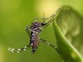 Aedes aegypti mosquito (Source: Wikimedia Commons)