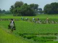 Villagers planting paddy crops (Source: Wikipedia)