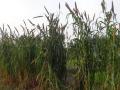 This variety of bajra has extended whiskers on its seeds when on the plant. This prevented the birds from eating it. Growing bajra in Pandutalav became possible only when Majlis could lay its hands on this variety. (Image: Majlis)