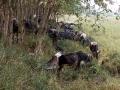 Buffaloes huddle  in the meagre shade offered by roadside trees in their search for water