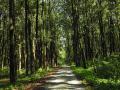 Chilepata core forest area in Buxa, Alipurduar district of West Bengal (Image: Tridib Choudhury, Wikimedia Commons, CC-SA 4.0 International)