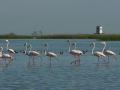 Chilika bird sanctuary, Odisha (Source:Aditi Pany)