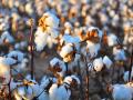 Cotton production in the country is expected to go up by 10 percent as compared to last year. (Image: Kimberly Vardeman, Wikimedia Commons, CC BY 2.0)