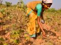 A farmer picks cotton. (Image Source: Claude Renault via Wikimedia Commons)