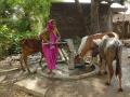 The use of borewells in fluoride-affected areas, such as this one in Dhar, is one of the primary reasons for fluorosis. (Source: Chicu Lokgariwar)