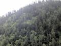 Himachal's forests help conserve springs