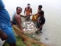 Fish farming in Punjab