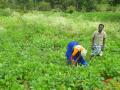 Marginal farmers cultivating vegetables in Erode