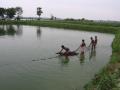 Fish rearing on wastewater, East Kolkata Wetlands