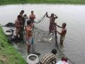 Fishermen use wastewater of Kolkata to rear fish