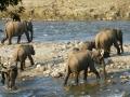 A herd of elephants cross the Ramganga river at Corbett National Park
