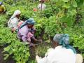 Farm women, overworked and underpaid (Image Source: India Water Portal)