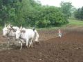 A farmer couple ploughing their fields