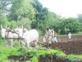 Farmers and the agricultural crisis (Source: India Water Portal)