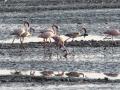 The pink guests of Sewri wetland, Maharashtra (Source: IWP Flickr photos)