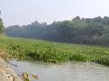 Water hyacinth dominates Kanjli.