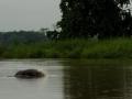 The Gangetic dolphin (Image Source: Arati Kumar Rao)