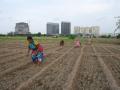 Five-star hotels under construction backdrop the Dhapa vegetable patch.