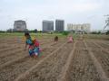 Five-star hotels under construction backdrop the Dhapa vegetable patch.   