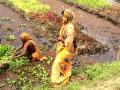 Women working on a floating garden (Source: RCDC)