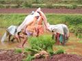 Farmers transplanting paddy seedlings