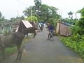 Flood water enters Chanchalia village. (Image source: Umesh Kumar Ray)